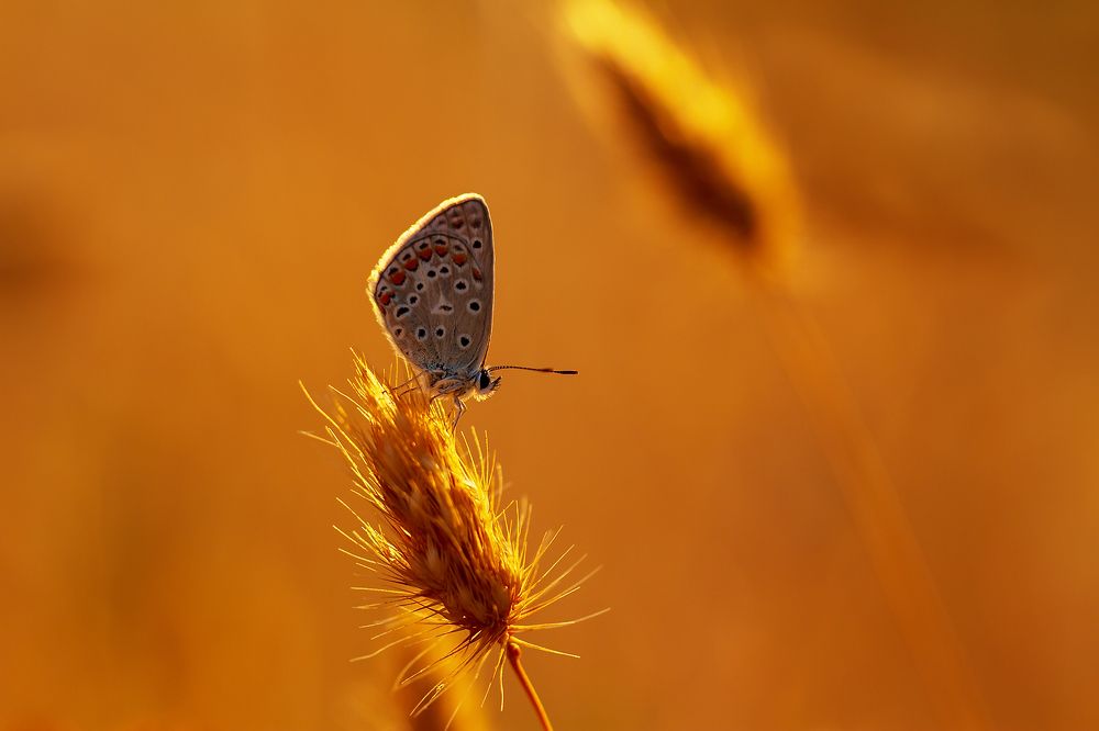 Photograph by Станка Петрова