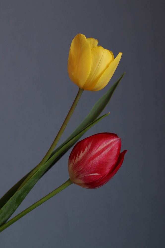 Фотография автора KattyFox