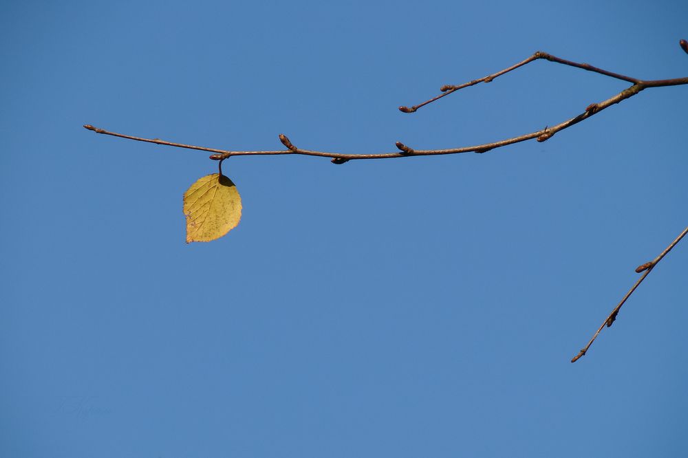 Последний лист