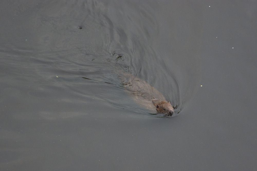 Фотография автора Геннадий Коробов