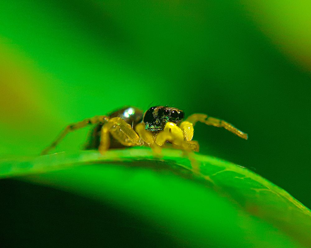 Photograph by Harsha Athauda