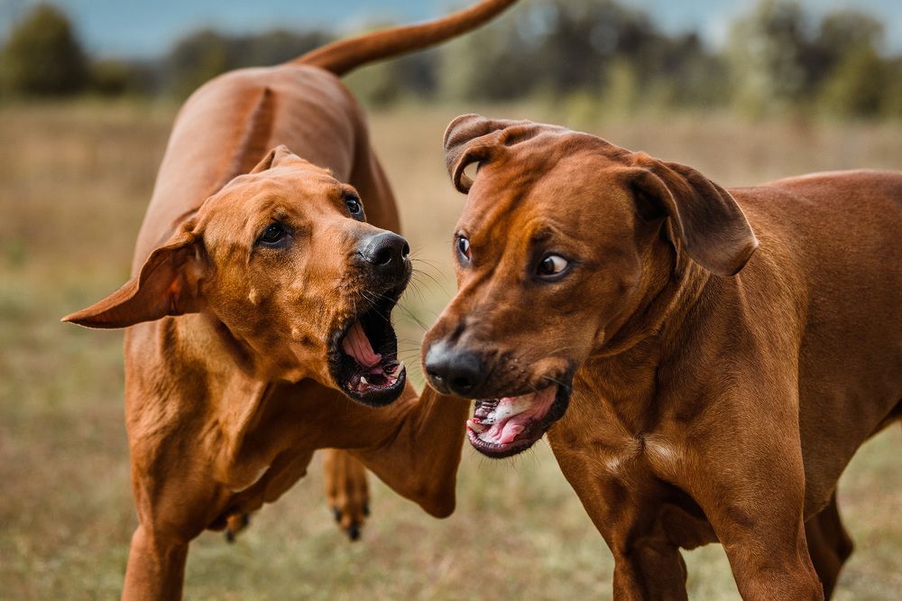 Photograph by Ольга Хазай