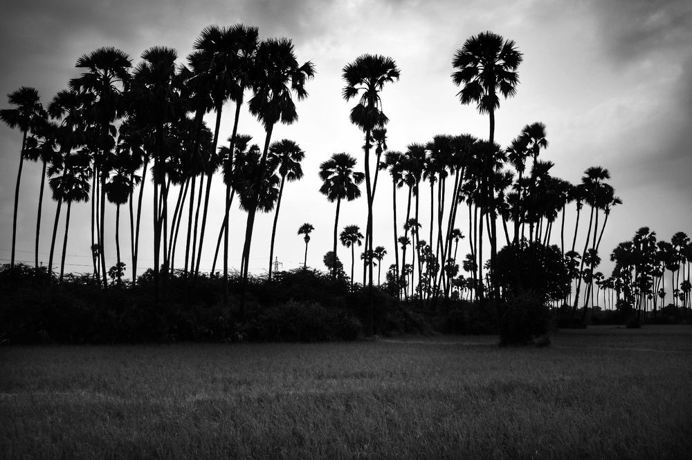 Фотография автора ABHISHEK SHAH