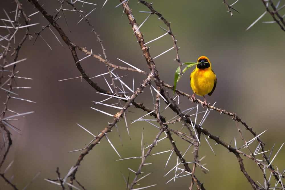Весёлый труженик