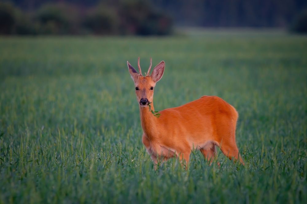 Photograph by Сергей Лебедев