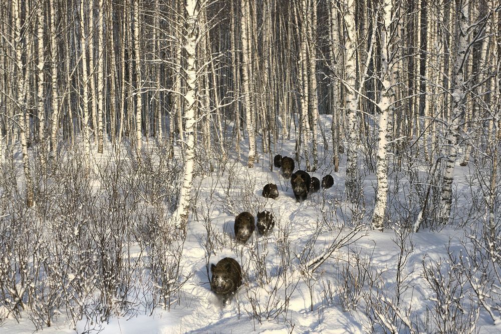 По глубокому снегу