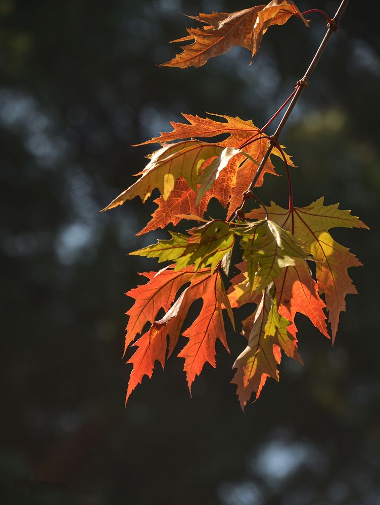 Photograph by Валерий Наумов