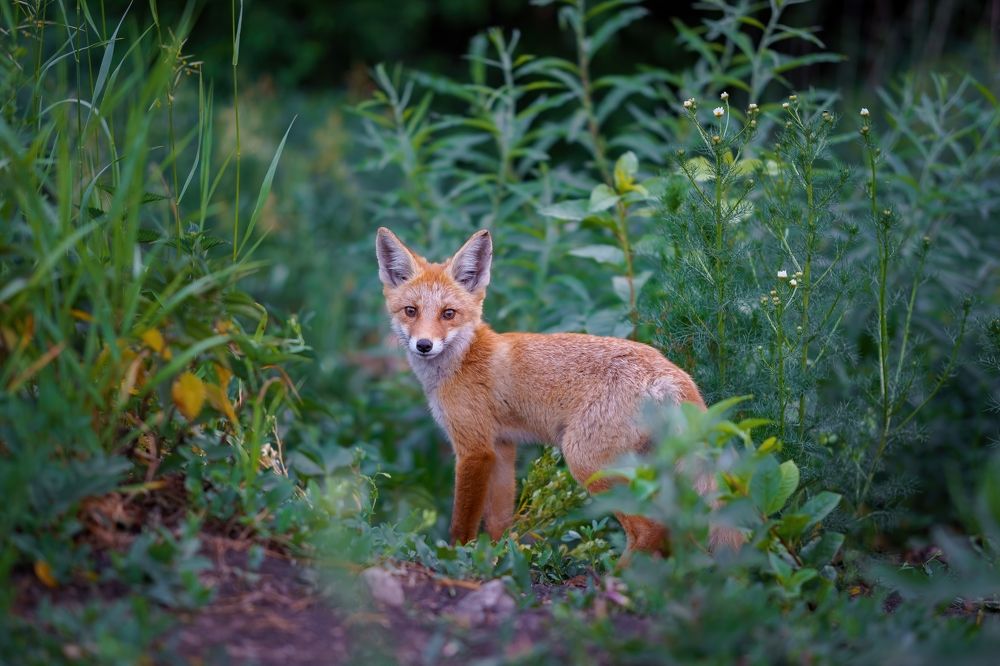 Photograph by Сергей Лебедев