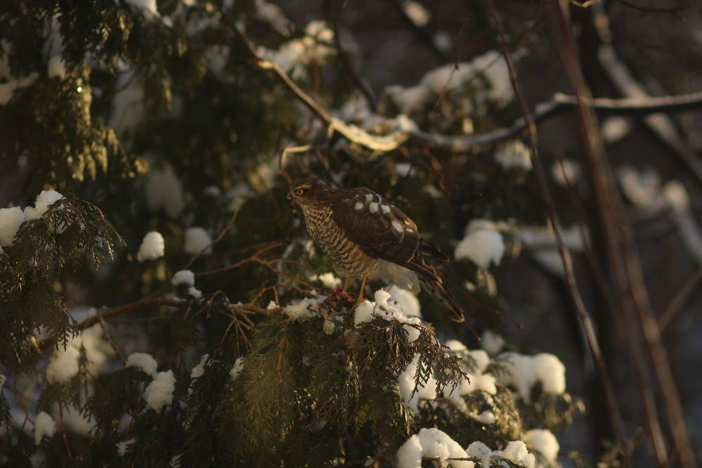 Photograph by Alyona Pravel’eva