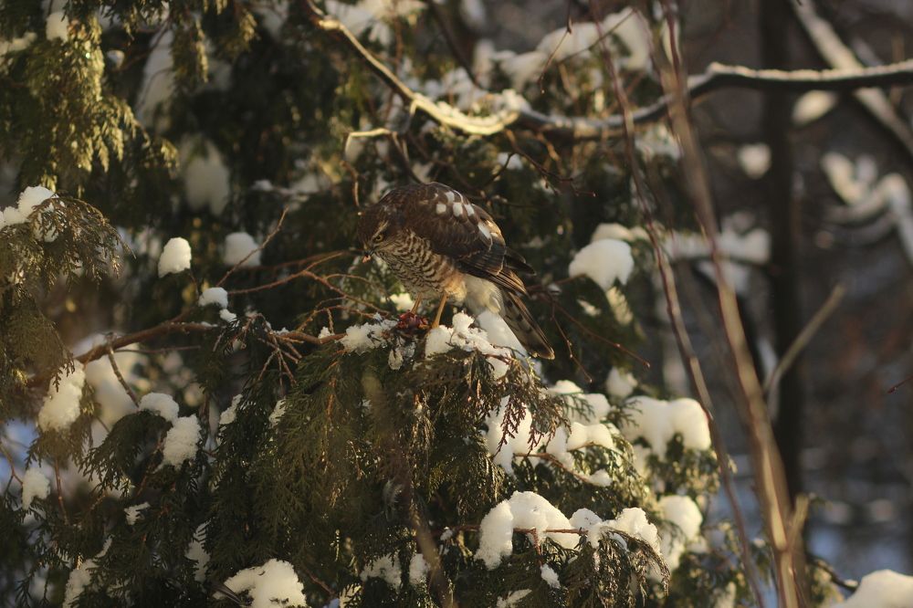 Photograph by Alyona Pravel’eva