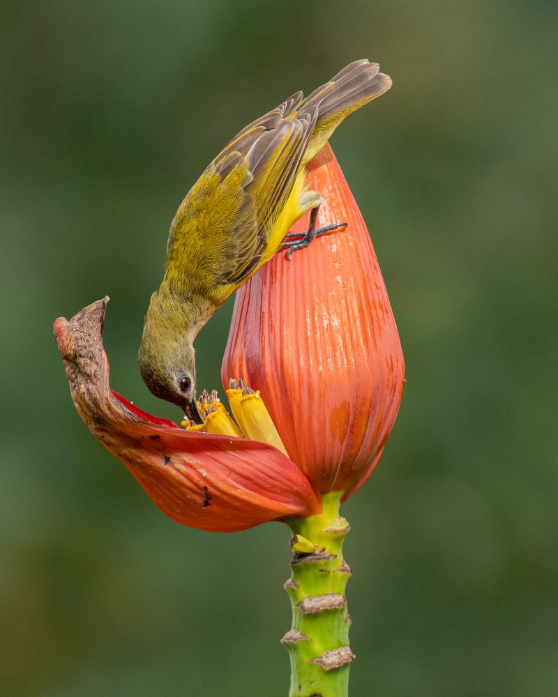 Фотография автора M Anandhu