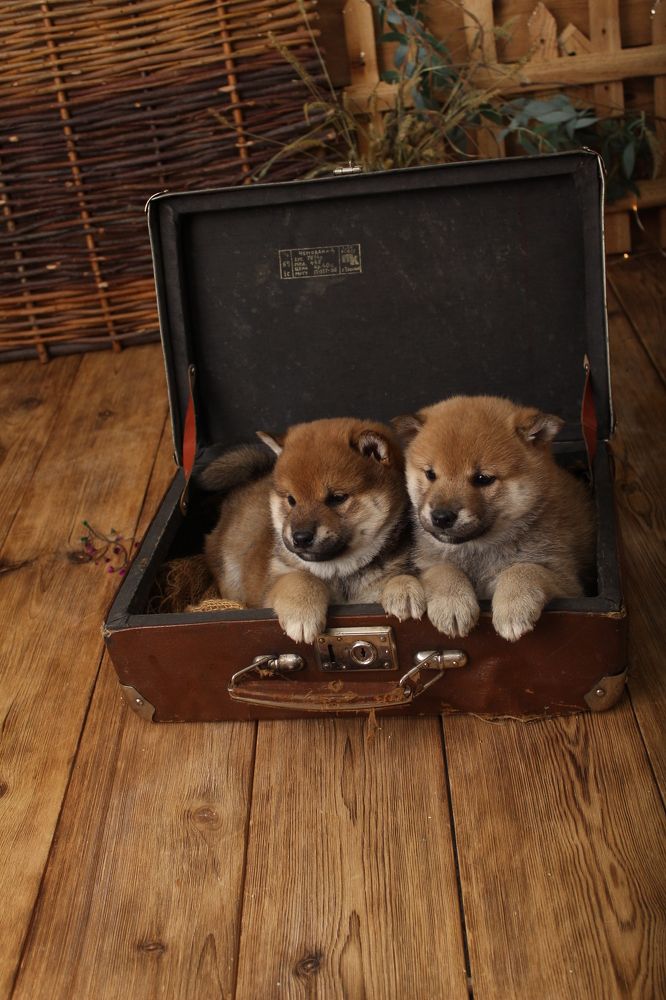 Photograph by София Орлова