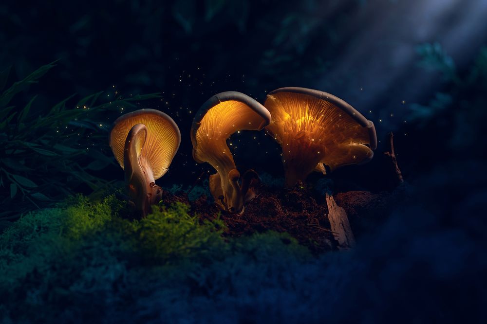 Photograph by Catalin Arcu