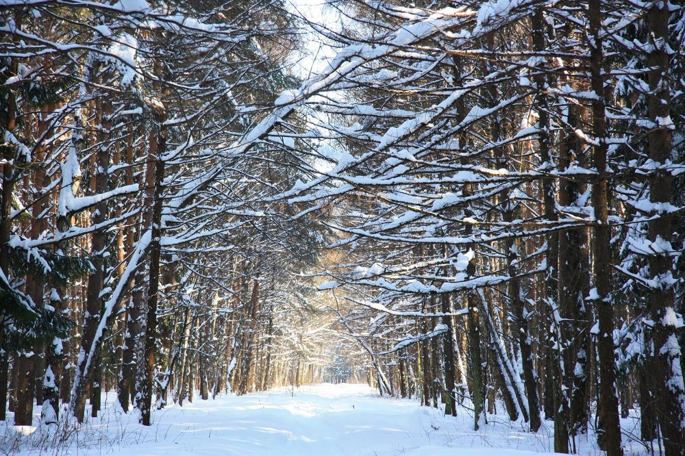 Photograph by Людмила Травина