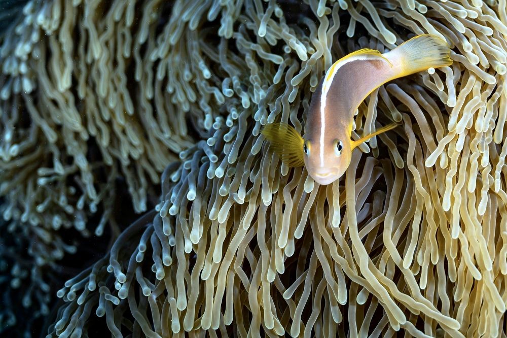 Photograph by Serge Melesan