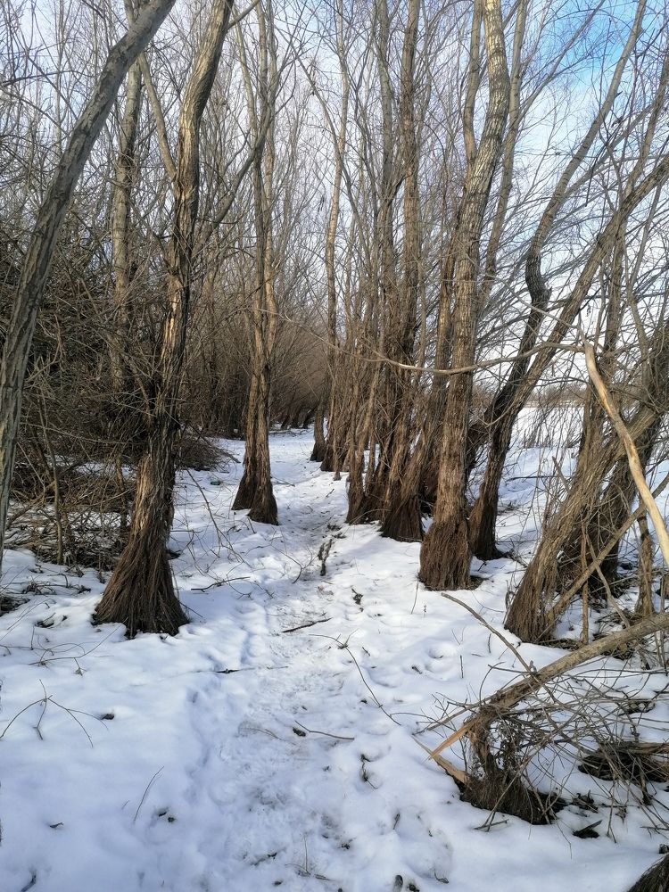 Photograph by Екатерина Комарова