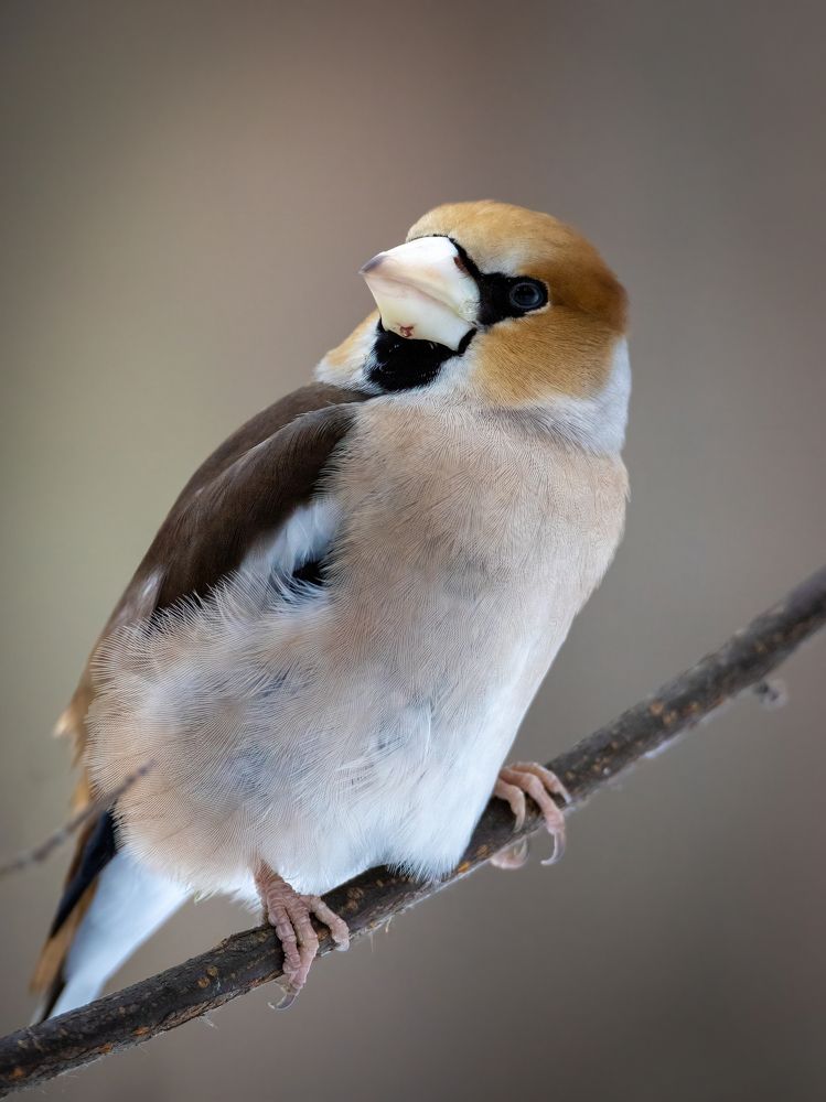 Photograph by Дина Нестеркова