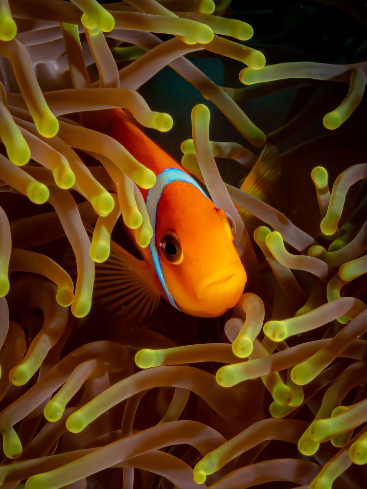 Photograph by Alexander Plakida