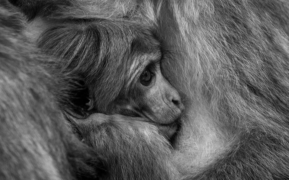 Photograph by Pakalon Janakan