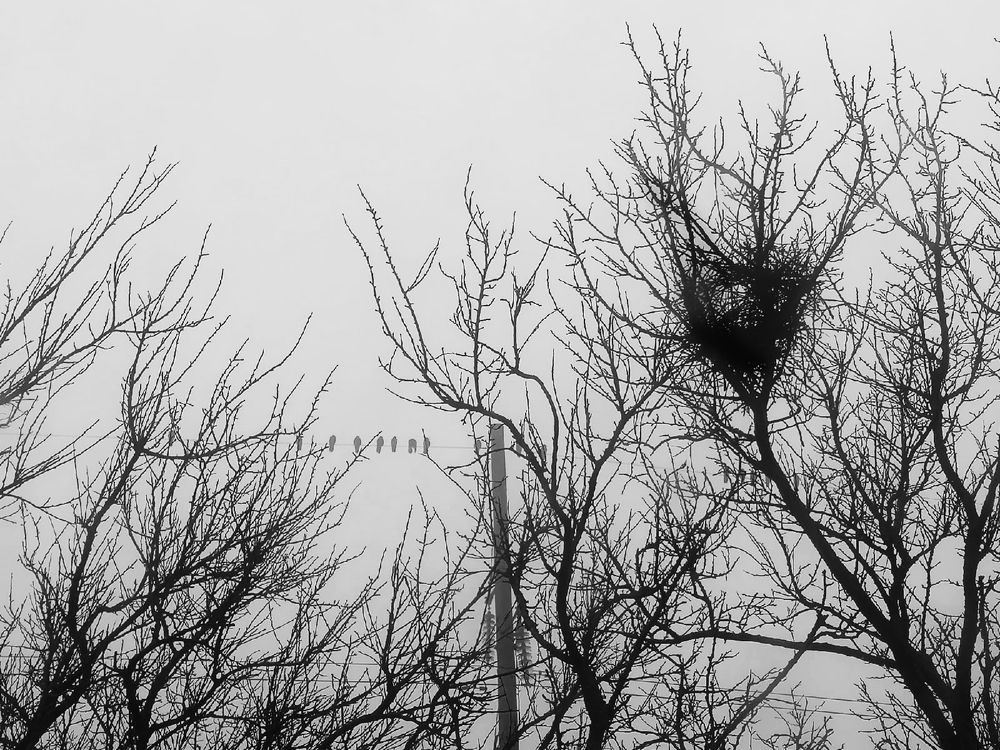 Ангелы на проводе