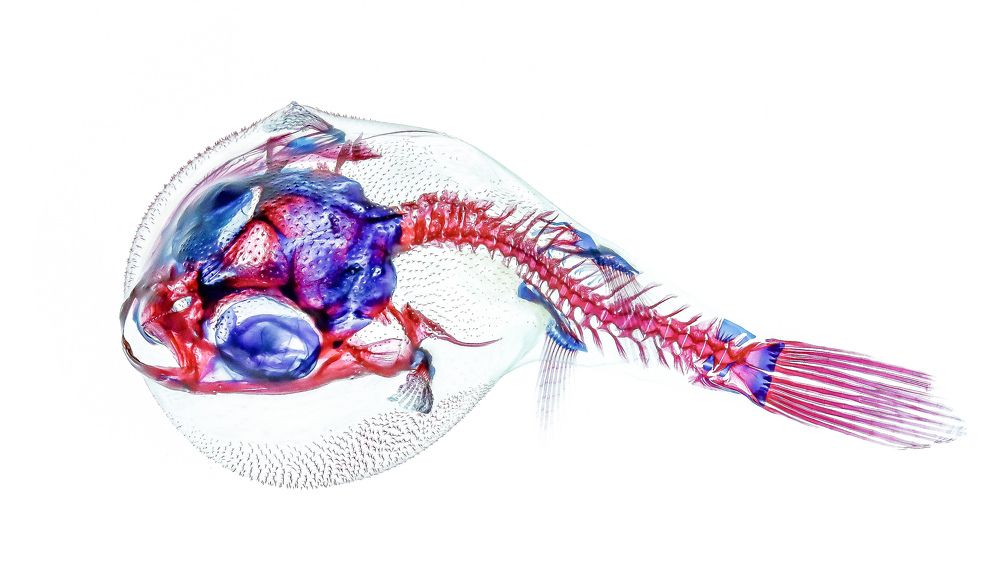 Diaphonization - dyeing the dead