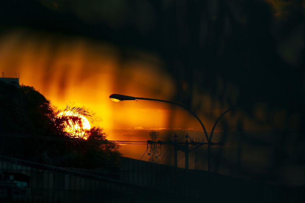 Palms Around the Sun