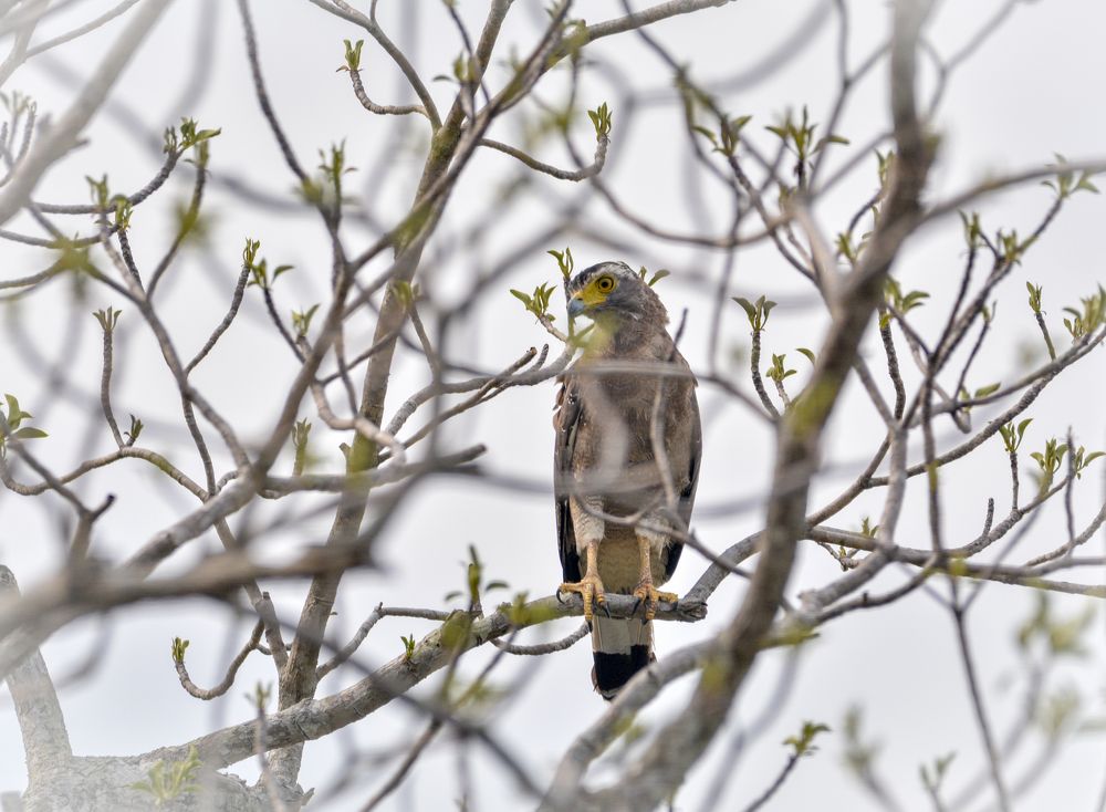 Photograph by Pakalon Janakan