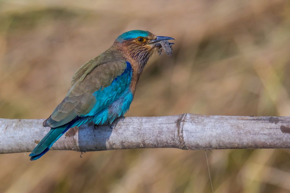 Photograph by SOMDIPTYA CHAKRABORTY