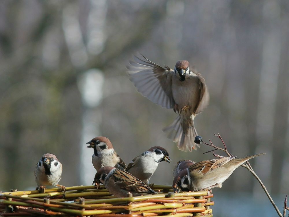Всё сюда.... Здесь еда.