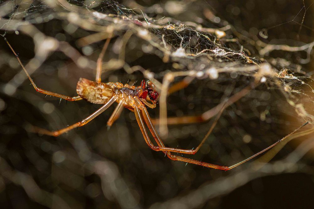 Photograph by René Richard Verona