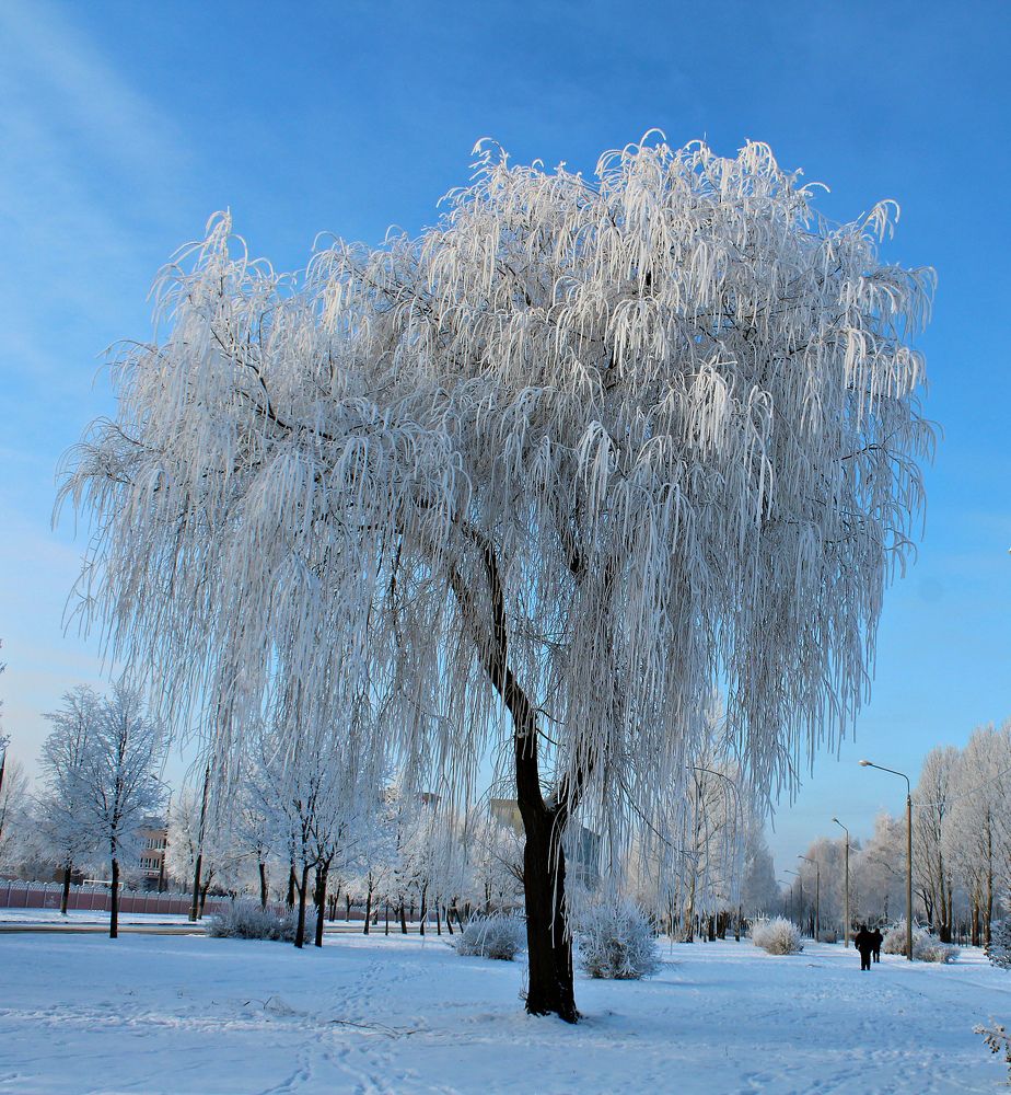 Photograph by Galina Tsmyg