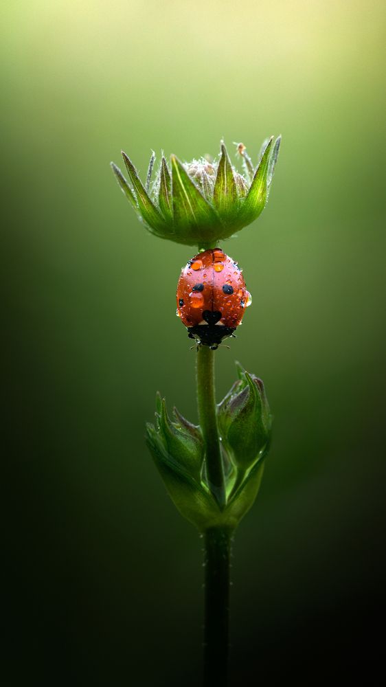 Фотография автора Татьяна Гореславец