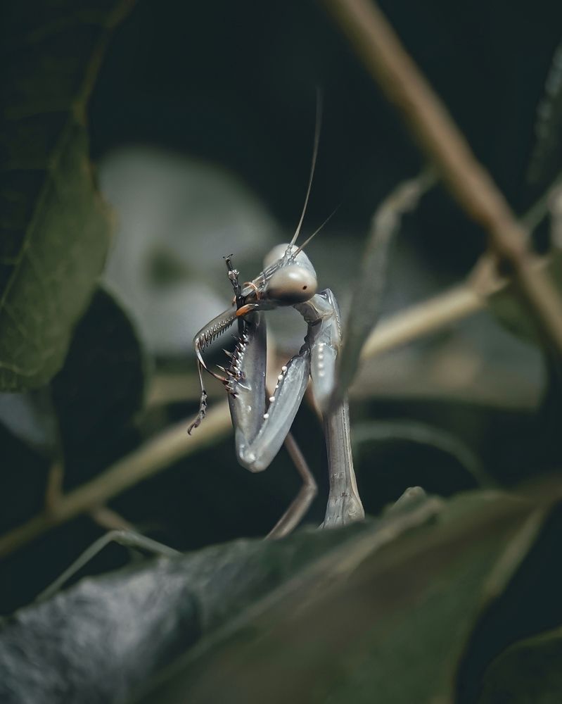Alien or Mantis...?