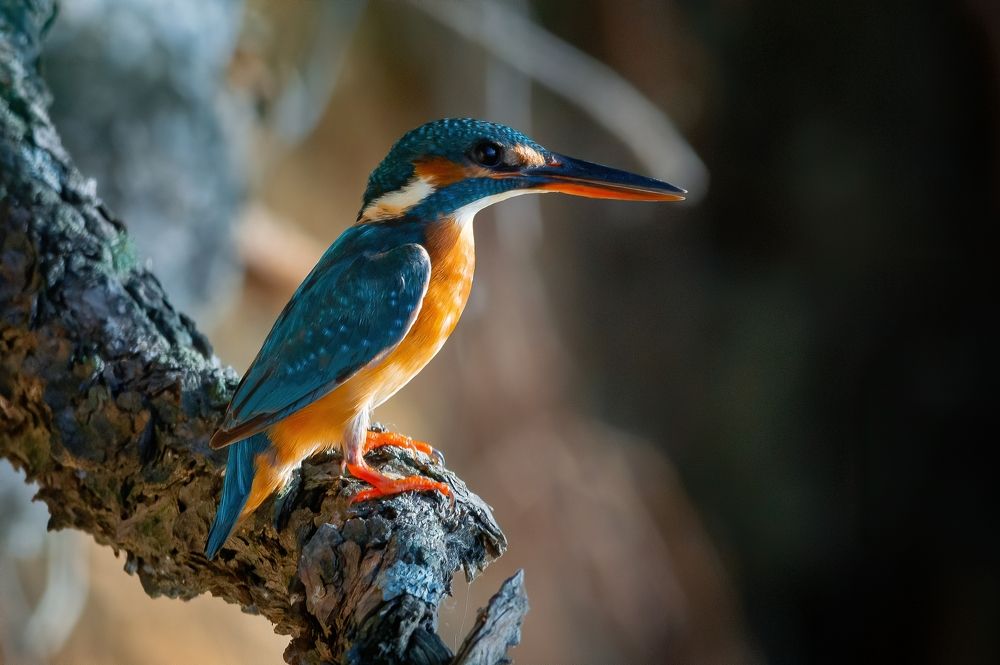 Photograph by Сергей Лебедев