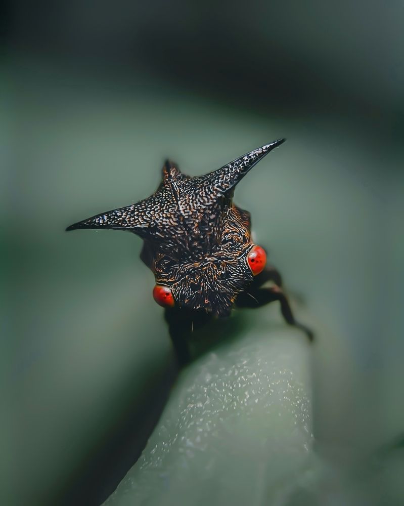 Tri-horned tree hopper