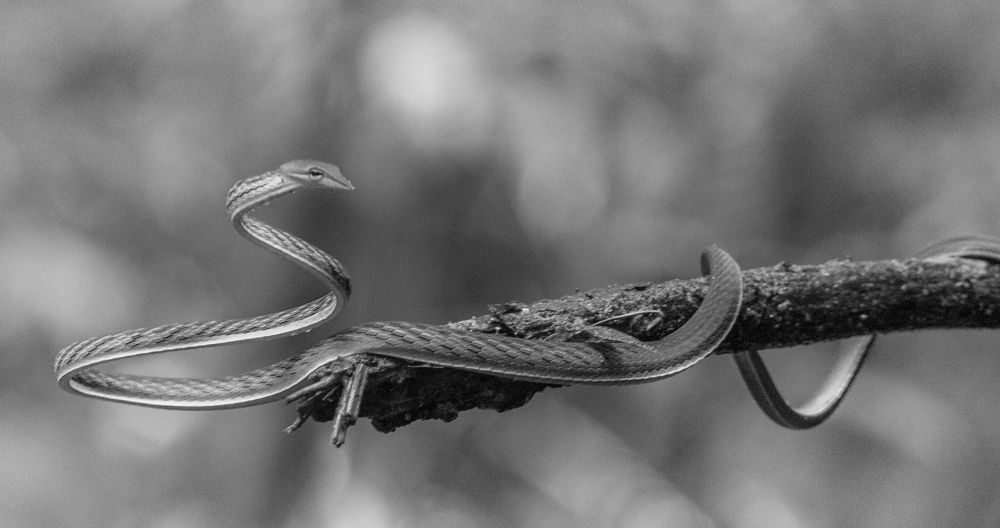 Photograph by Pakalon Janakan