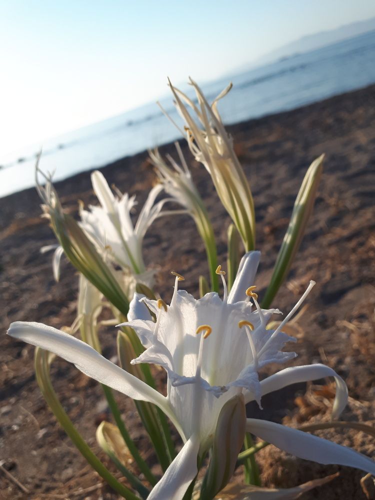 Солнечная нежность.