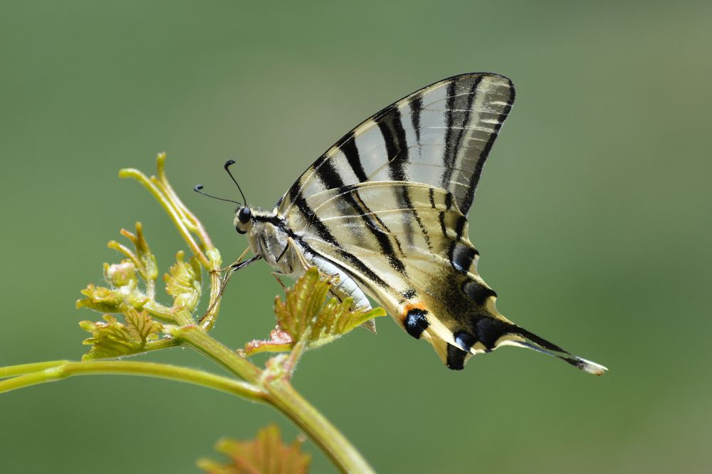 Photograph by Mohammad Amin Ghaffari