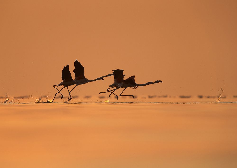 Greater Flamingos takeoff