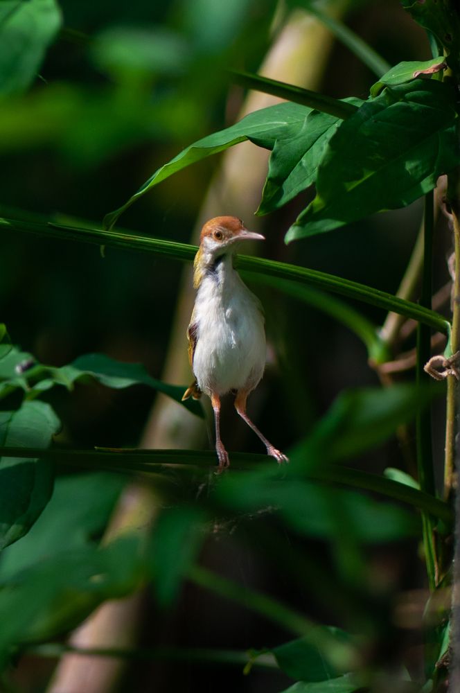 Photograph by Chamara Sulakkhana Polwatta Siriyalage
