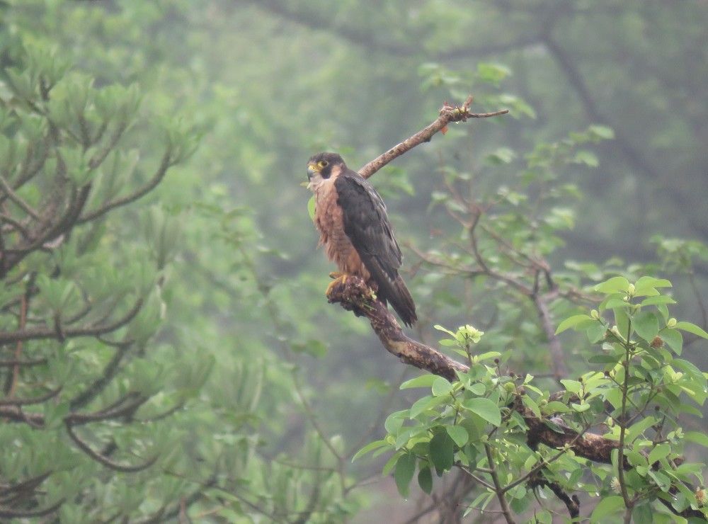 Nervous looking Peregrine Falcon