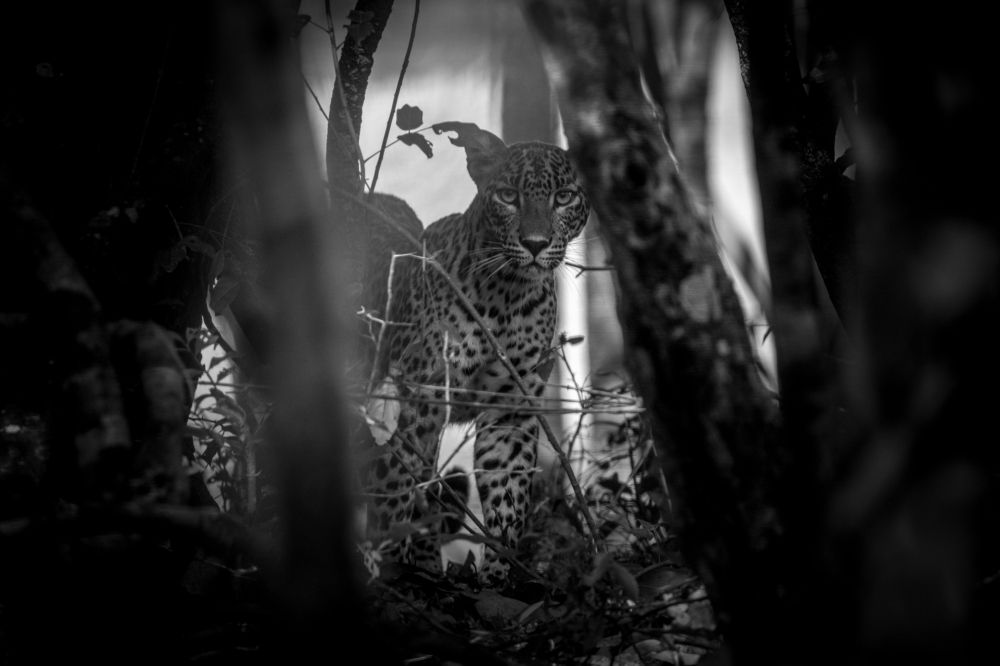 Photograph by Pakalon Janakan