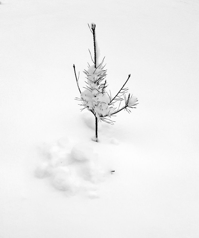 Фотография автора Моисеева Ольга