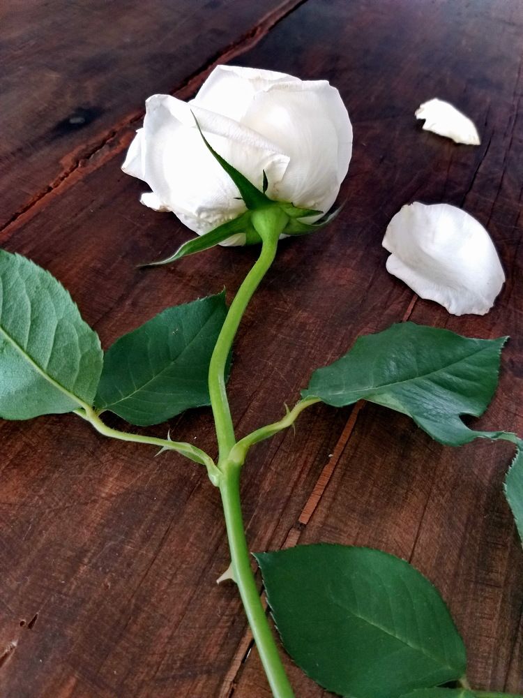 Last white rose