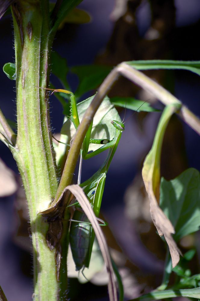 Обед Богомола