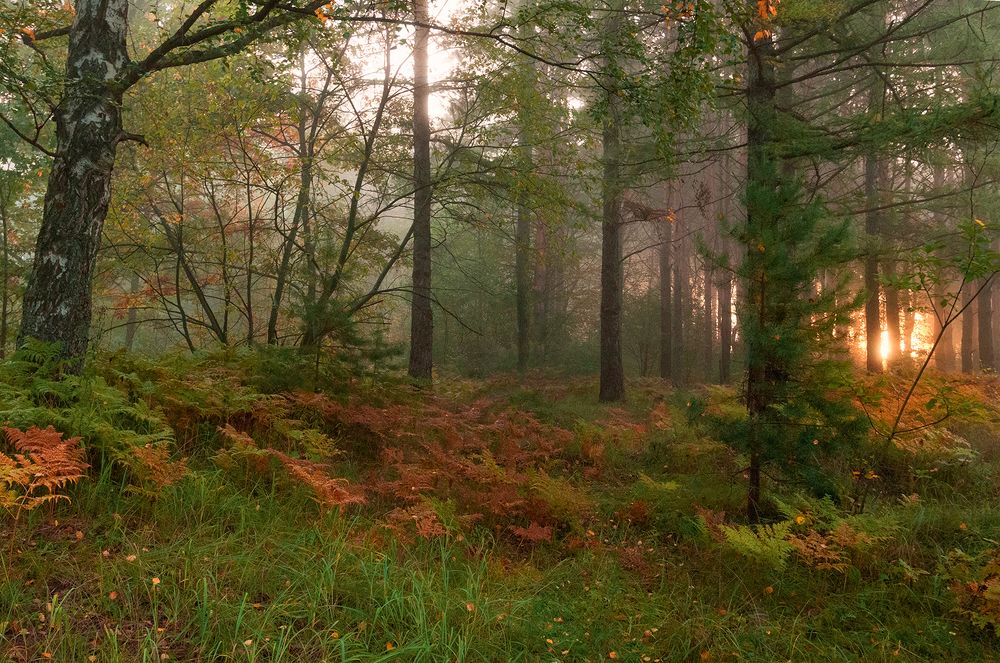 Photograph by Елена Потемина