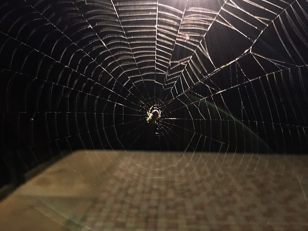 Photograph by Ксения Глубокова