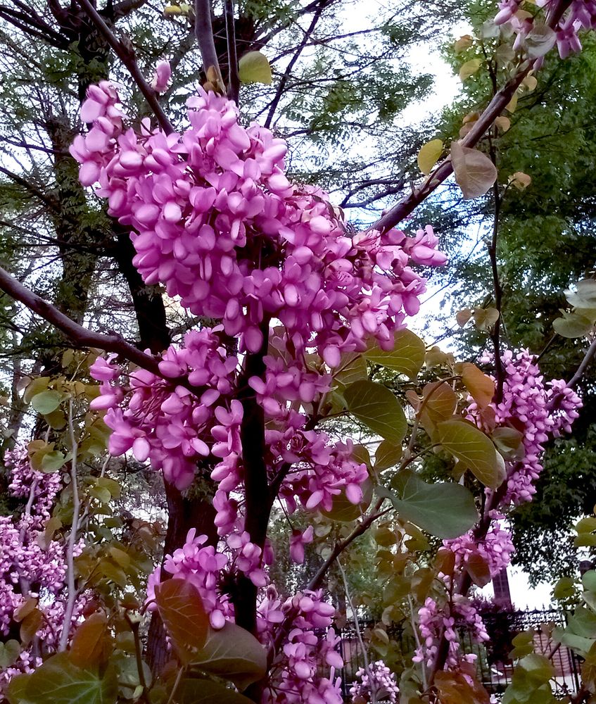 Цветущий месяц МАЙ