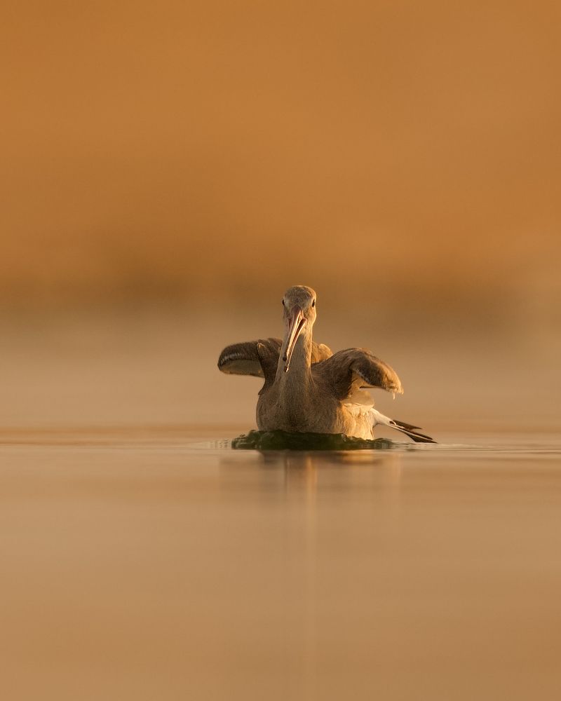 Black tailed godwit  - takeoff and landing during sunrise