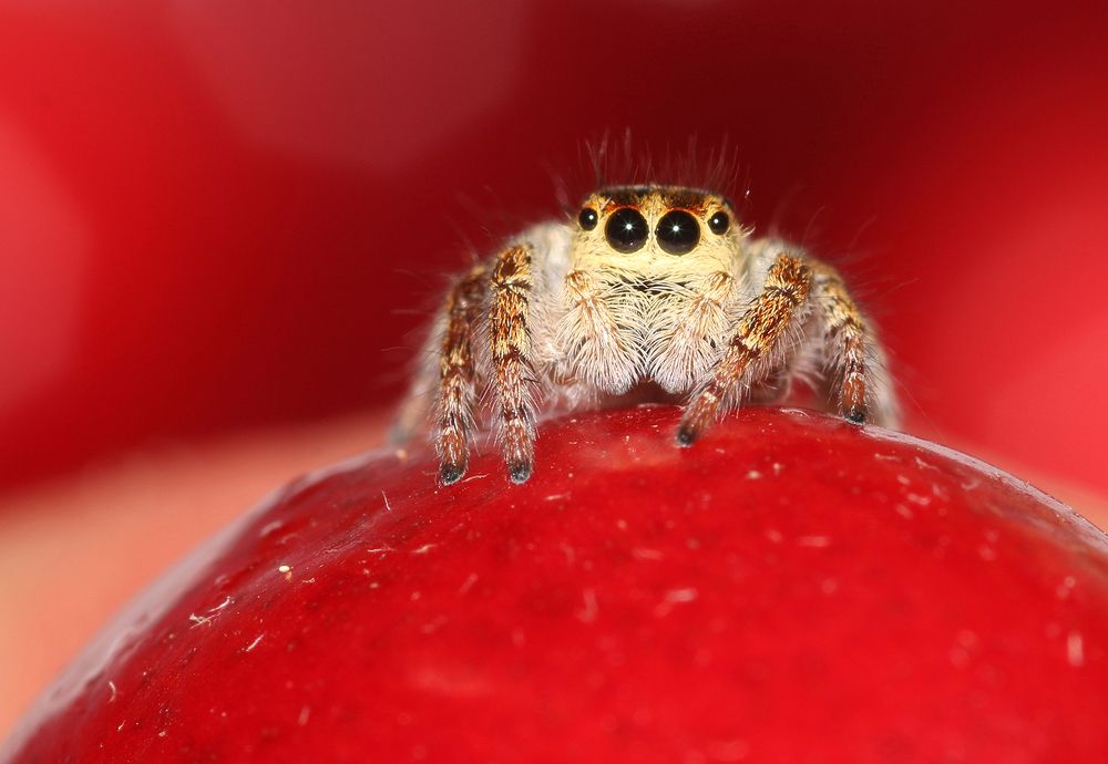 Photograph by M.Mestanov